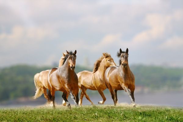 Se extinguen los caballos salvajes