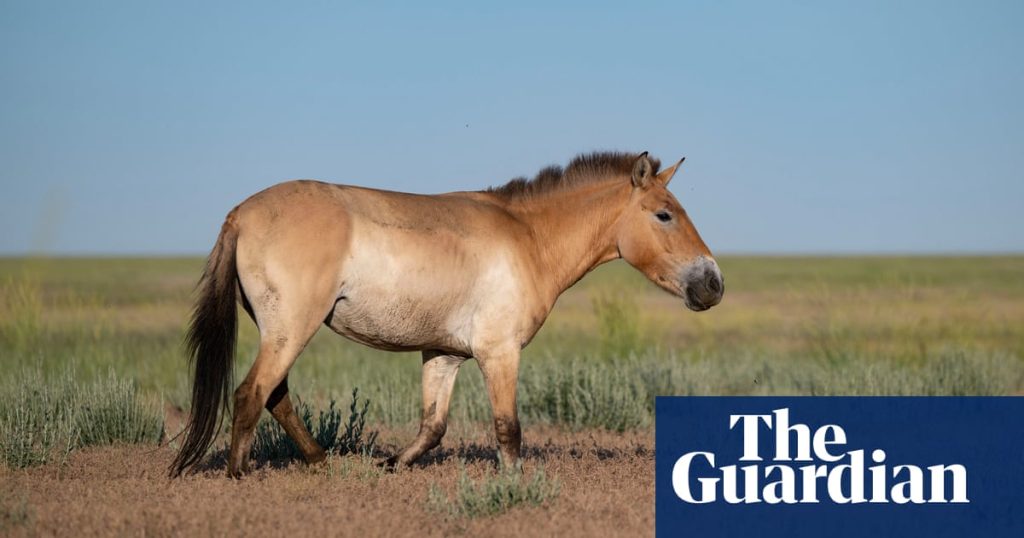 Los caballos salvajes regresan a las estepas de Kazajistán tras dos siglos de ausencia