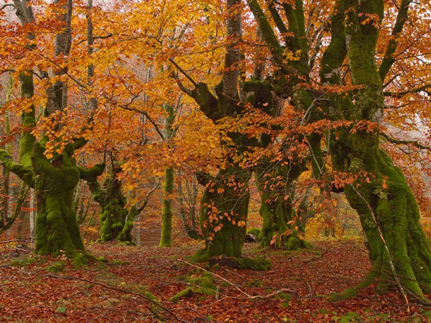 España logra dos nuevas designaciones como Reservas de la Biosfera de la UNESCO ocupando el primer puesto mundial