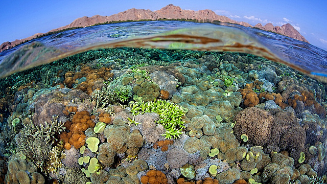 Omán refuerza la protección de la biodiversidad marina mediante iniciativas nacionales y cooperación global