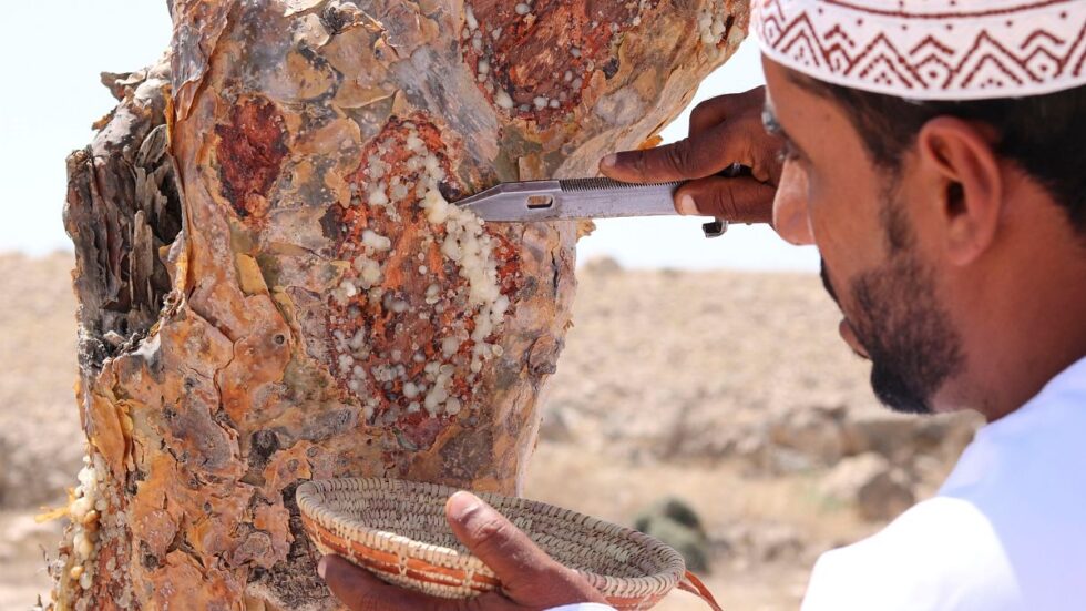 El incienso de Omán: un tesoro aromático con historia bíblica y usos contemporáneos 