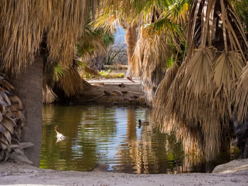 5 de los oasis más excepcionales del mundo (y cuál se encuentra en América Latina)